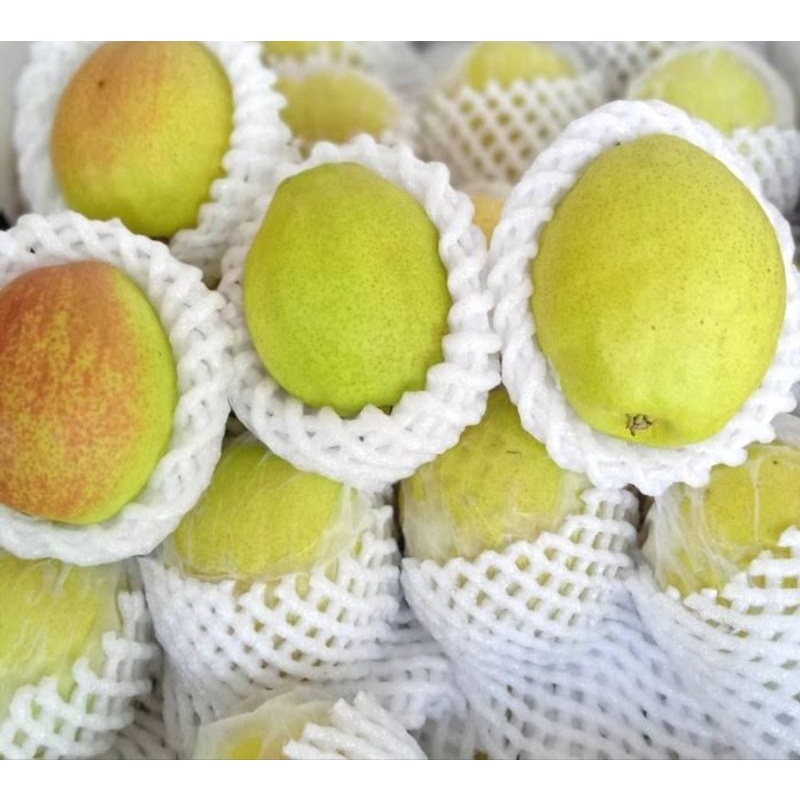 

Pear Xianglie