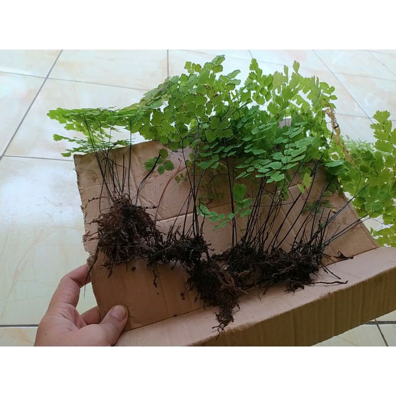 Pakis suplir/bibit pakis suplir