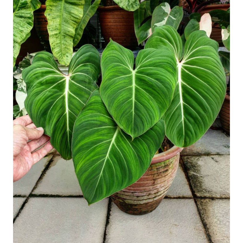 tanaman hias philodendron gloriosum // Bibit philodendron gloriosum