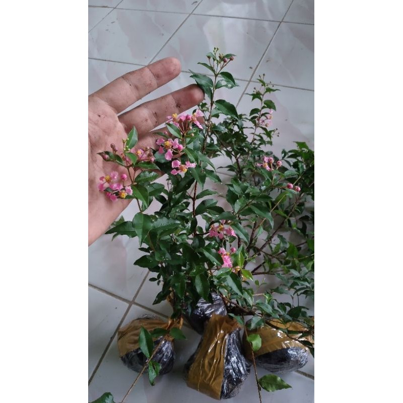 Bahan Bonsai Sakura Mikro