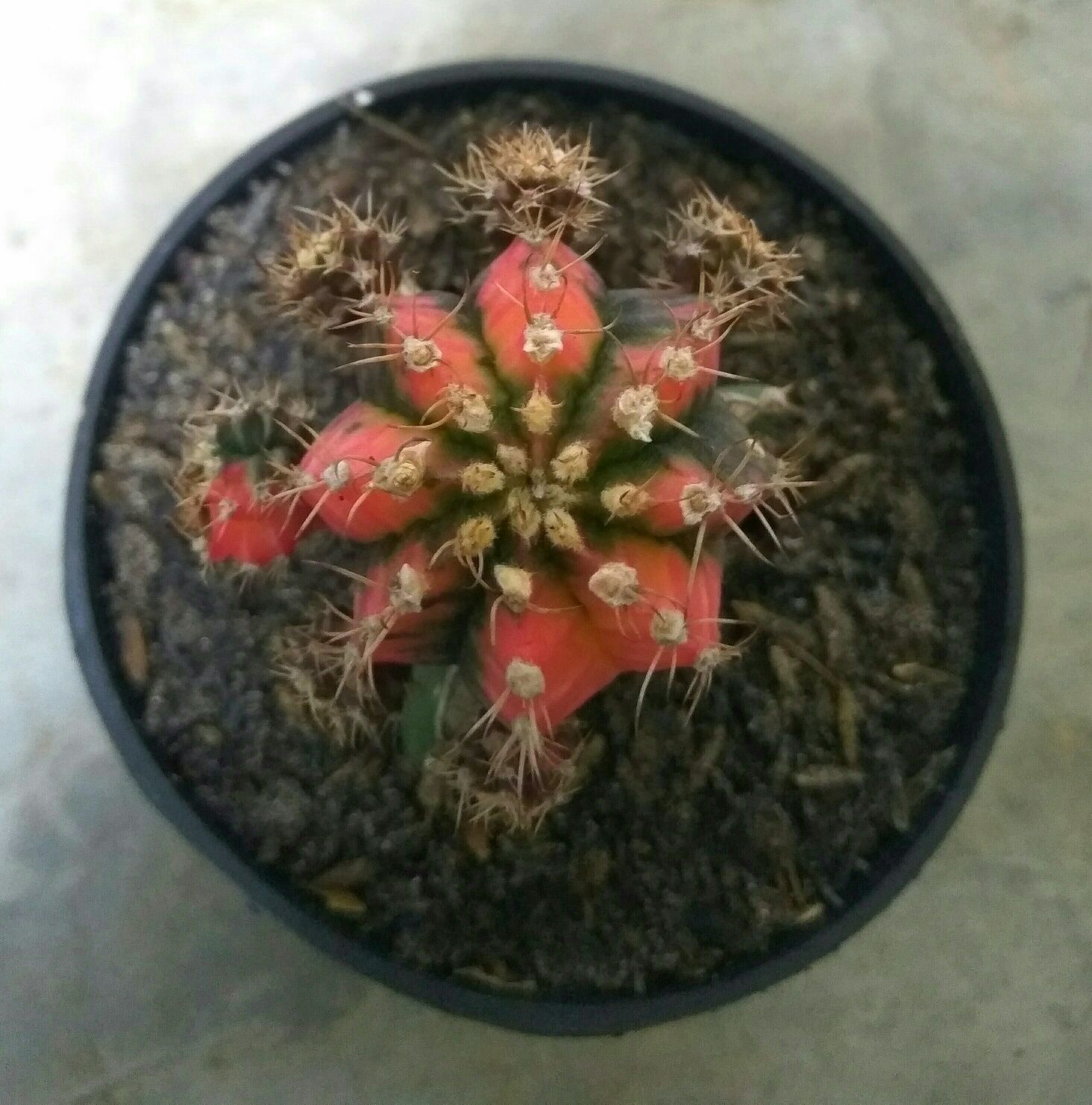 Kaktus Gimno Trikaler Per Pot