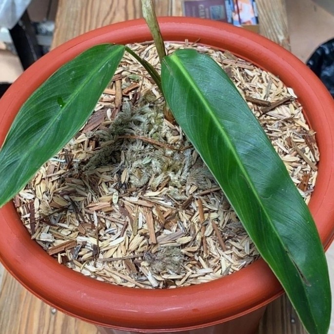 BIBIT BONGGOL PHILODENDRON PATRICIAE (LANGKA)