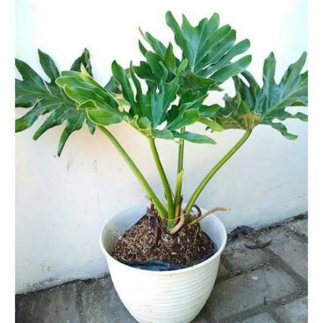 Tanaman Hias Indoor Philodendron Selloum Monstera Jari Shopee Indonesia