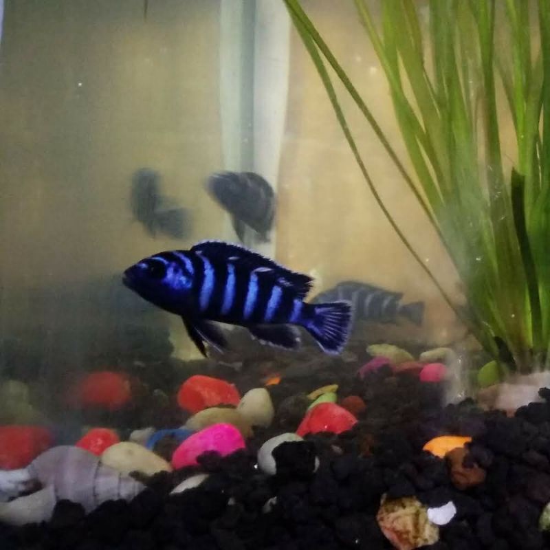 demasoni cichlid