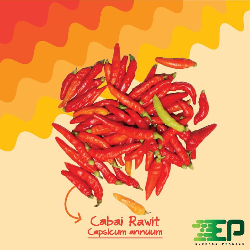 

Paket Cabe Rawit Praktis simple 1 Box