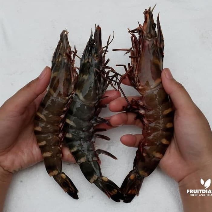 Jual Udang Vaname Fresh Seafood Langsung Dari Timika Papua Pre Order