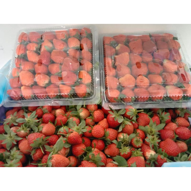 

Strawberry Kiloan Fresh.