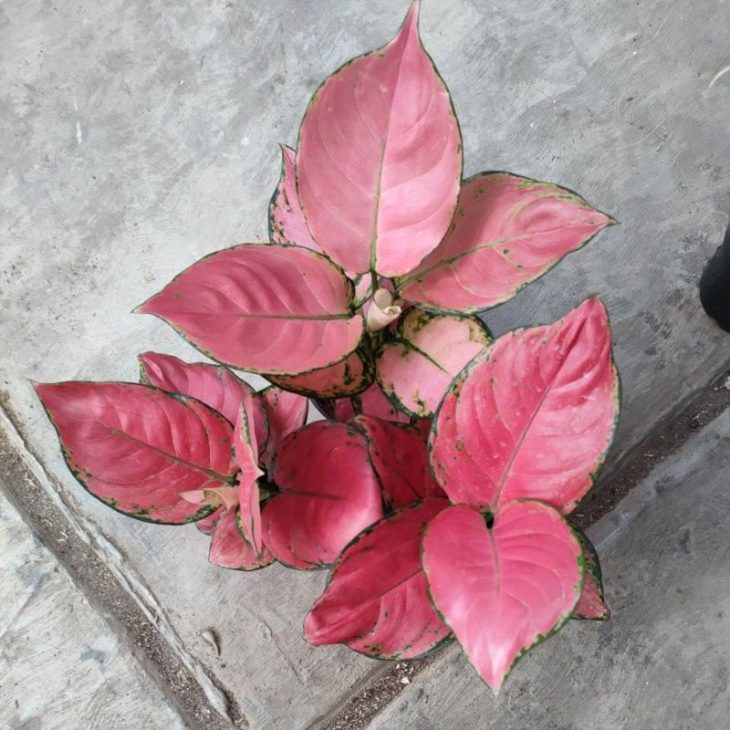 aglonema 3 jenis