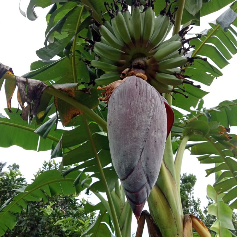 

jantung pisang kepok segar 500gram