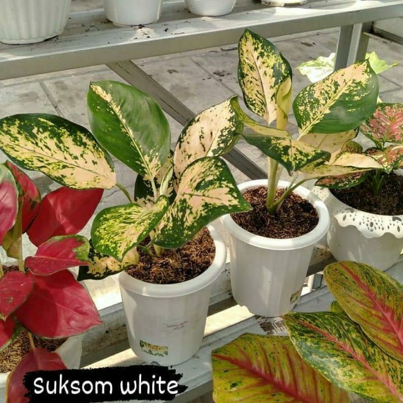 aglonema suksom white