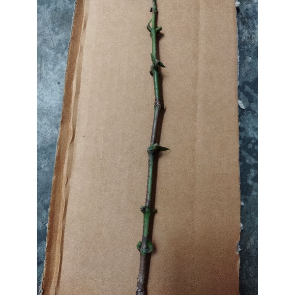 entres jambu madu deli hijau