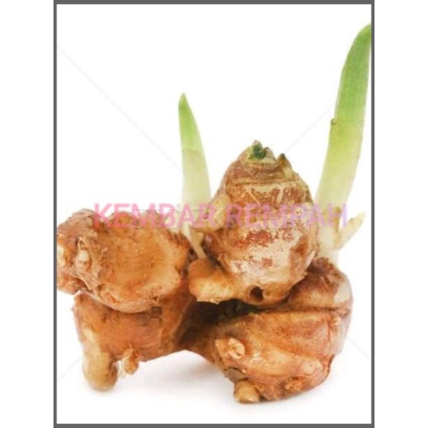 BIBIT TANAMAN HERBAL KENCUR (CIKUR)