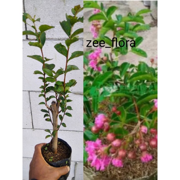 pohon sakura lokal