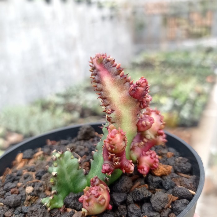 euphorbia lactea red dragon