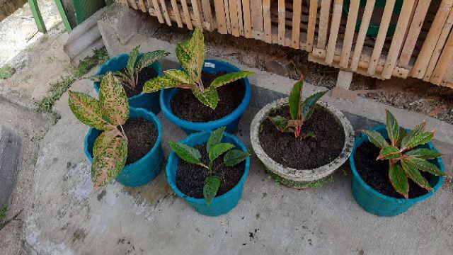 Aglonema Buterfly Induk