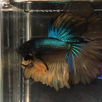 ikan cupang halfmoon MG rostail size L