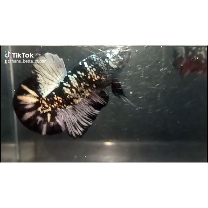 Ikan Cupang Jantan Avatar Cooper Gold