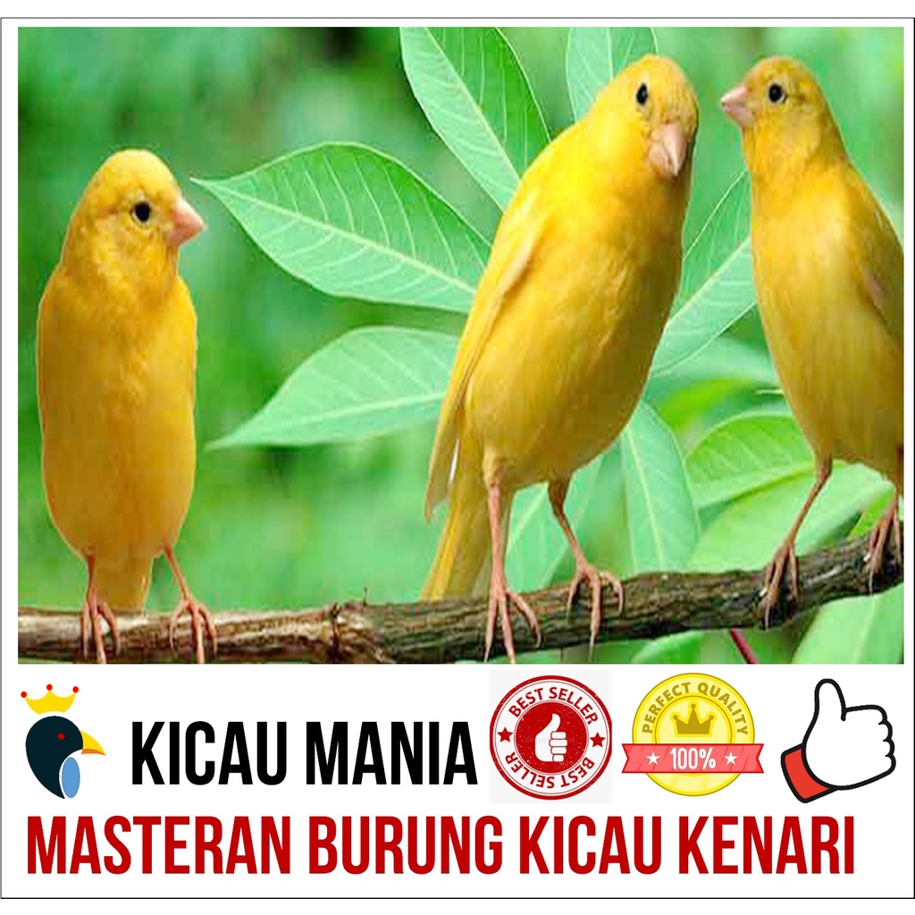 Masteran Burung Kicau Kenari Gacor Dan Juara