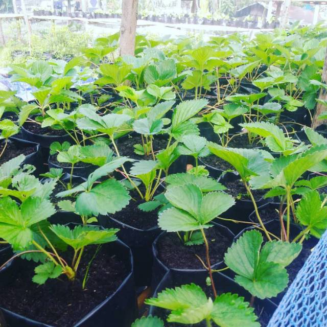 BIBIT STROBERI JUMBOO CALIFORNIA (BELI 5 GRATIS 1)
