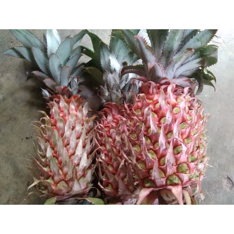 

buah nanas merah nanas hutan assli paket 250 gram