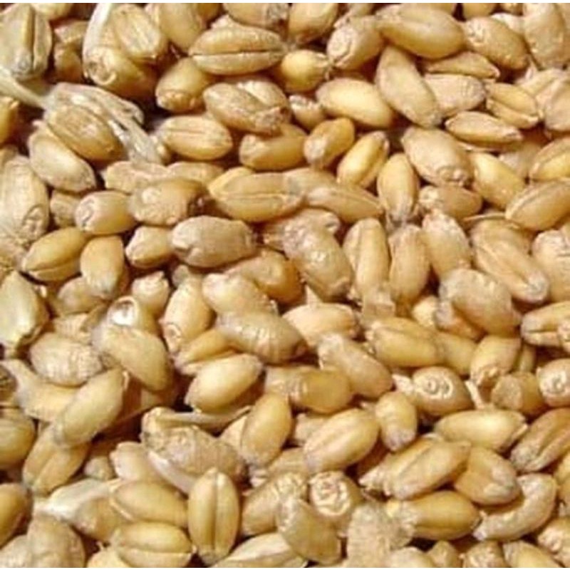 

300 G GR GRAM FU XIAO MAI 浮小麦 BLIGHTED WHEAT GRAIN FRUCTUS TRITICI LEVIS