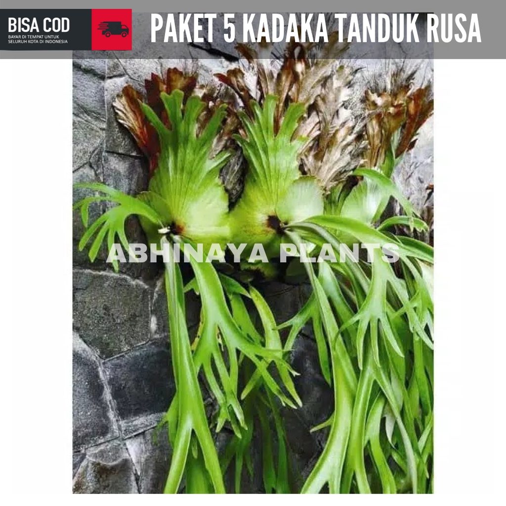 [PAKET 5] Kadaka tanduk rusa besar - Kadaka tanduk rusa dewasa