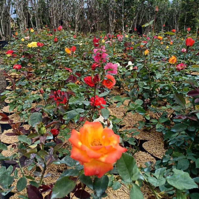 Tanaman Bunga Mawar Hidup Sudah Berbunga Bukan Biji Bergaransi
