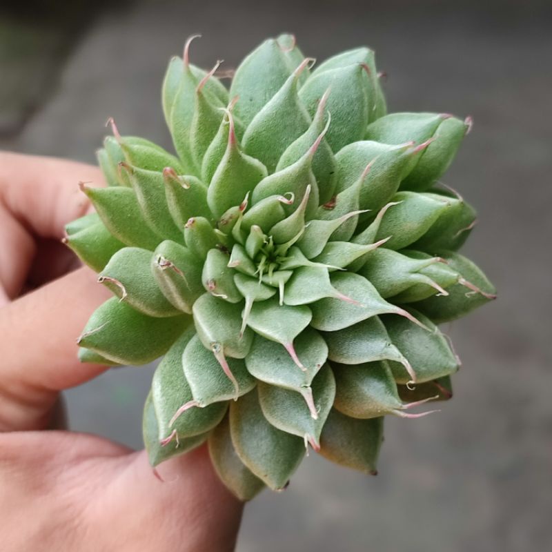 Sukulen Graptopetalum filiferum Silver Star / Silverstar