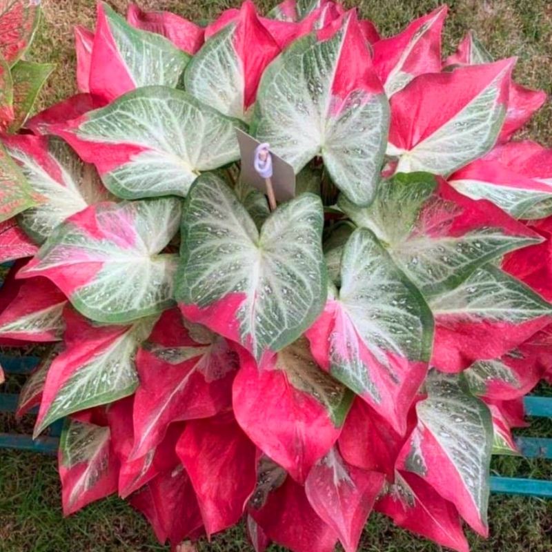 Keladi ShyCool / Bibit Keladi ShyCool Caladium ShyCool