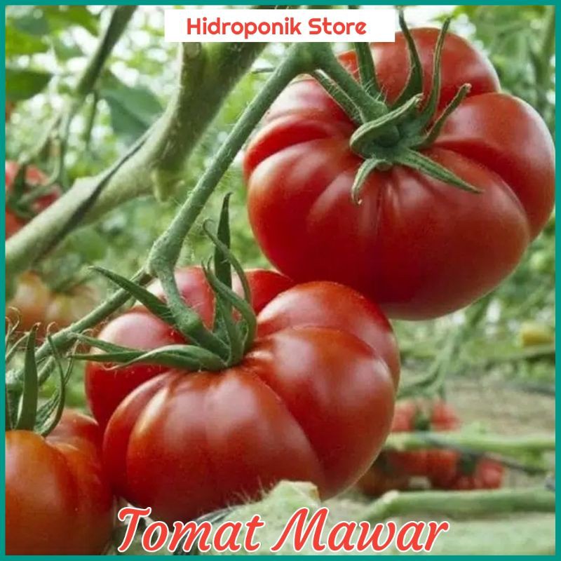 Benih Bibit Tomat Buah besar
