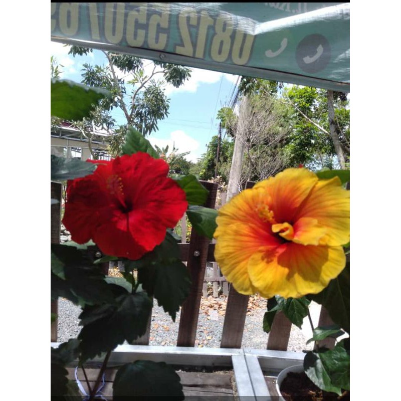 Bunga sepatu Bangkok