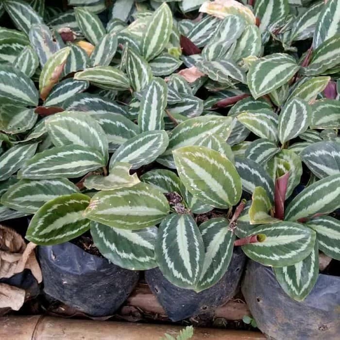 tanaman kalathea calathea silver back