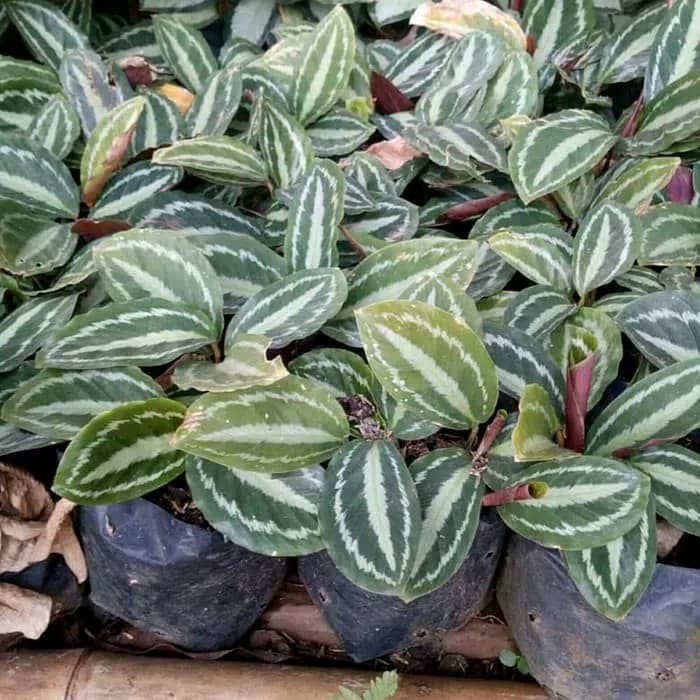 tanaman kalathea calathea silver back