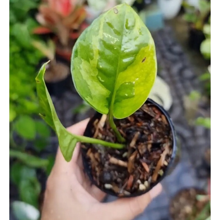 Sirih Njoy Yellow / sirih njoy mint / sirih njoy emerald