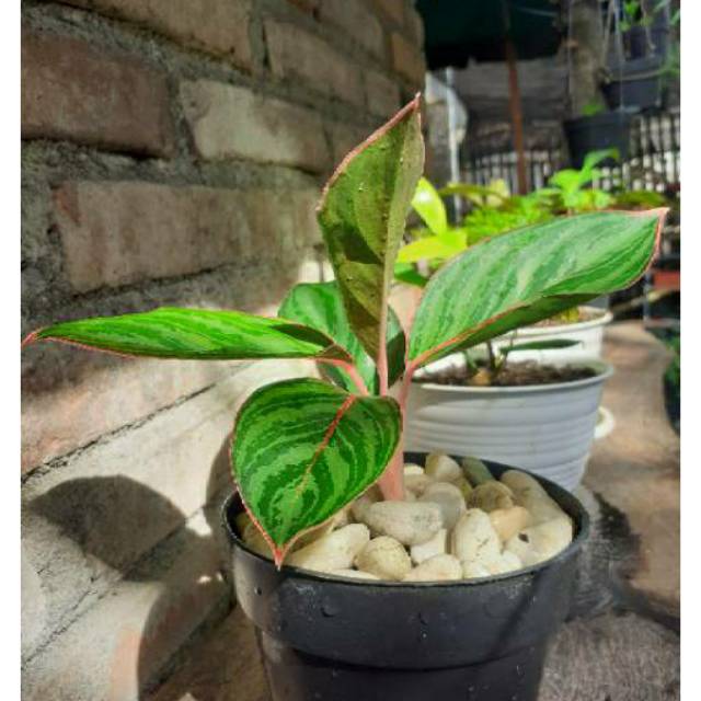 Aglonema Lipstik Zebra