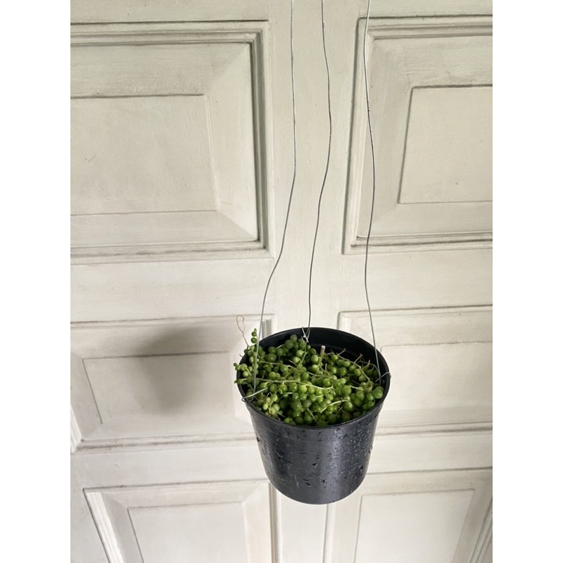 String Of Hearts Pearl