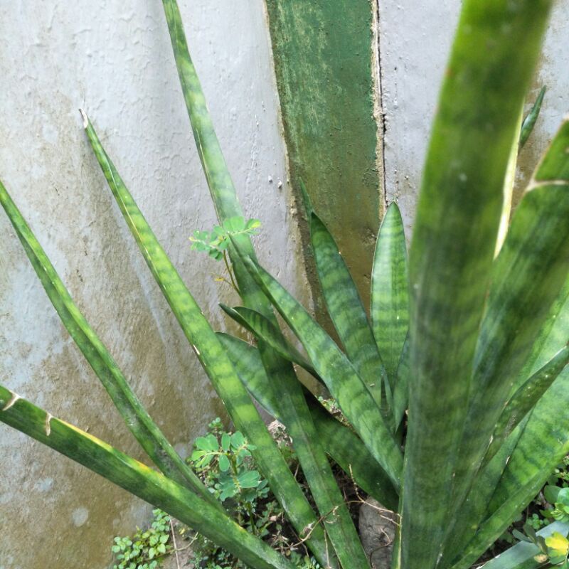 Sansevieria Cylindrica