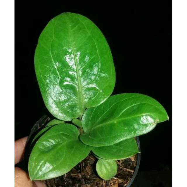 Bibit anthurium jemani alcapone