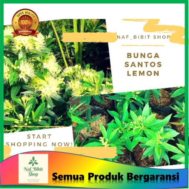 Bibit Bunga santos lemon/bunga santos lemon/tanaman hias/bunga santos lemon