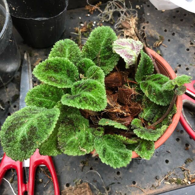 Bunga Episcia Emerald Velvet Tanaman Hias Bunga Episcia Import Bunga Murah