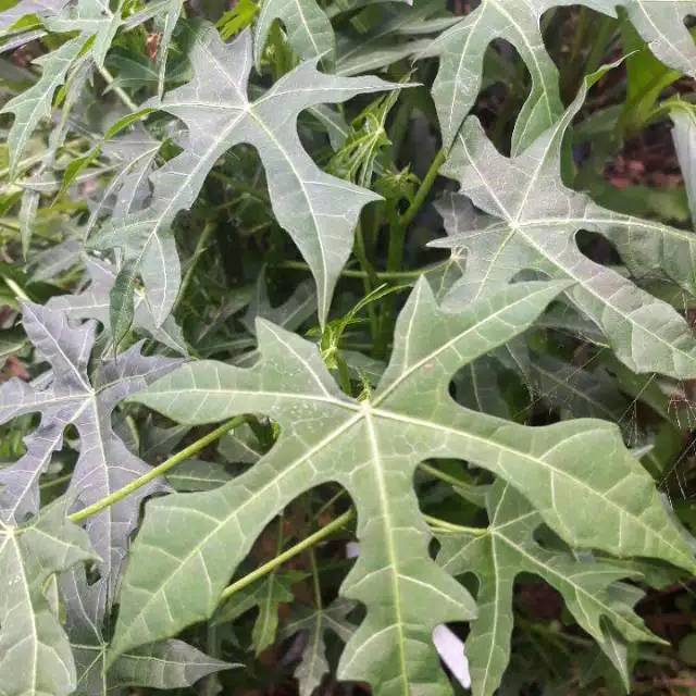 

DAUN PEPAYA JEPANG PERTANGKAI FRESH