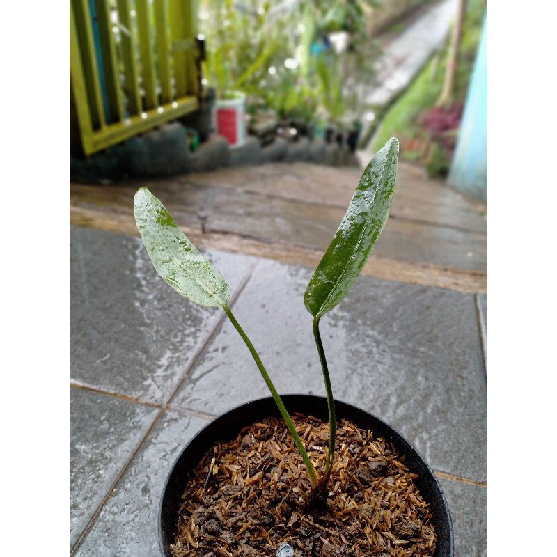 baby anthurium golok