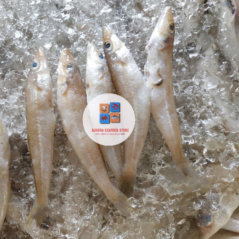 Ikan Kaca piring