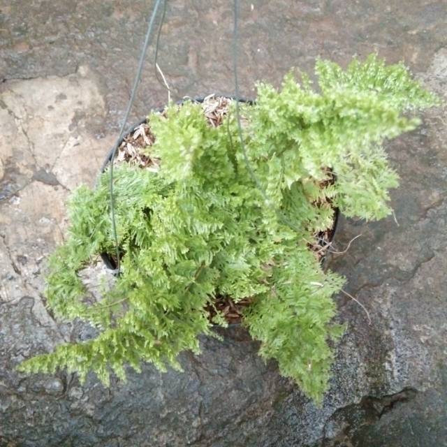 Dapatkan Inspirasi Untuk Bunga Gantung Pakis  Bunga Hias