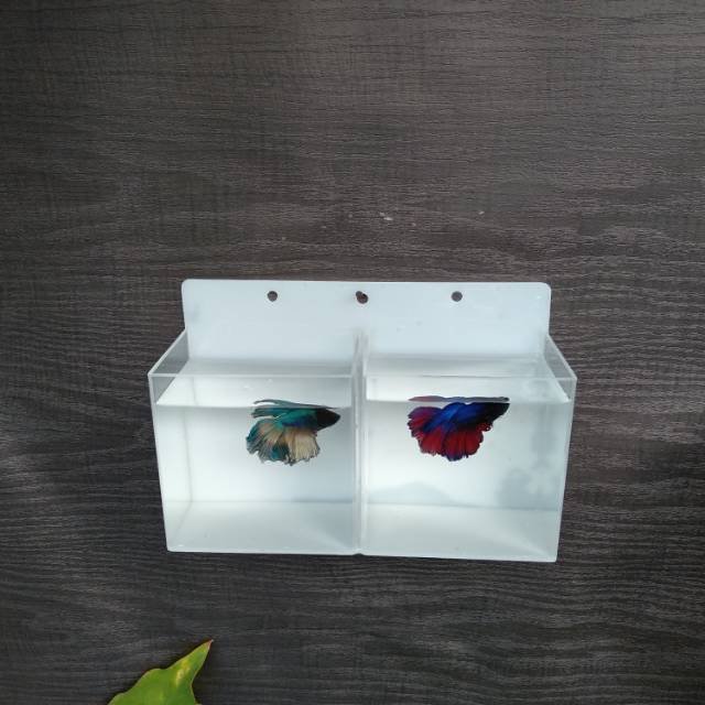 Aquarium mini gantung ikan cupang 2 kamar