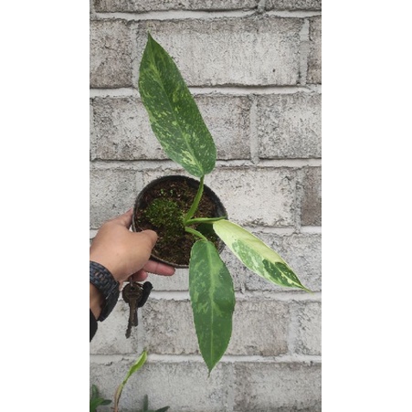 philodendron Josebuono