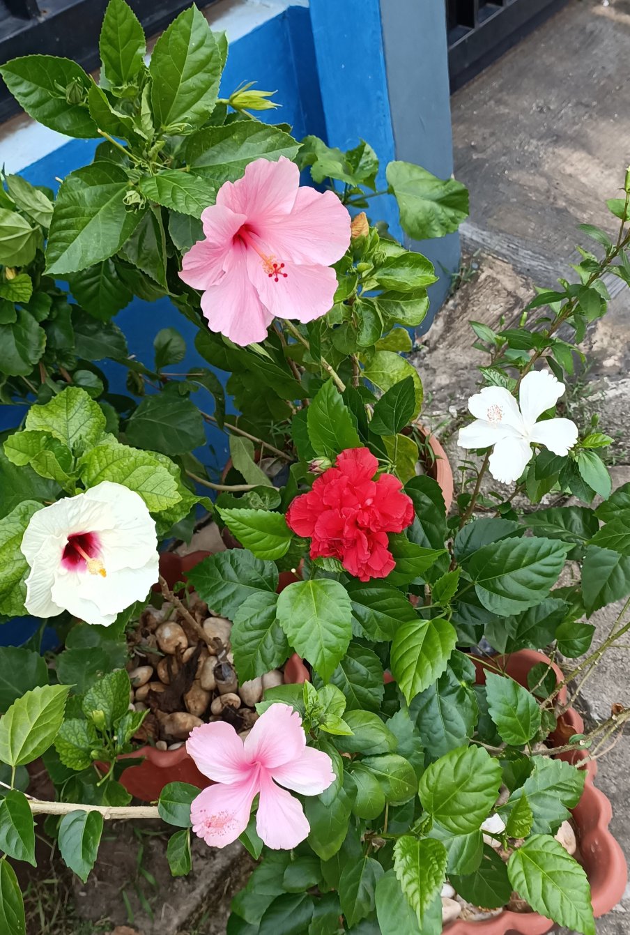 Hibiscus Pink Tissue