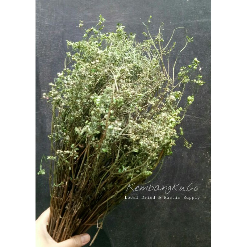 Bunga Kering Veronia Hijau/Ikat/GROSIR