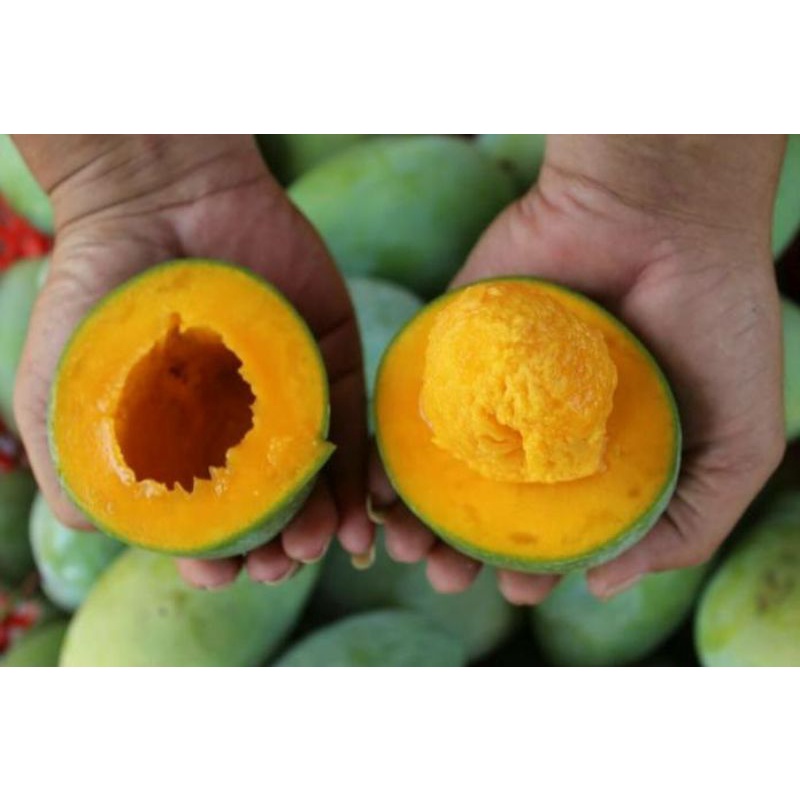 Mangga harumanis matang tua pohon 1kg