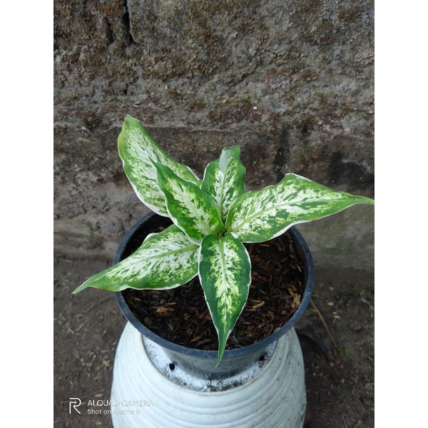 diven cinta/aglonema lukisan cinta